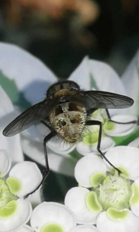 Tachinidae?  S, Tachinidae Tachininae sp.